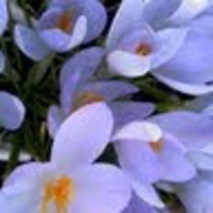 Meet your Posher, Libby